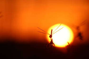 Dragonfly at Sunset