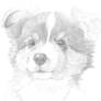 Australian Shepherd Puppy