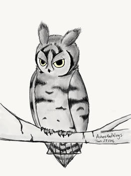 Another owl