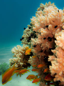 Soft Coral.