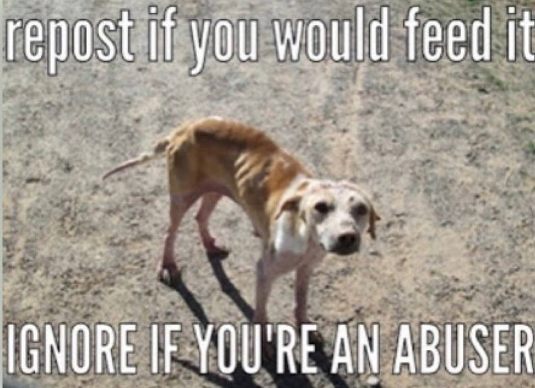 No More Animal Abuse! by rocketspruggs on DeviantArt No More Animal Abuse! by rocketspruggs on DeviantArt