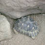 zoo animal 7: Desert Tortoise