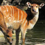 Sitatunga Fun