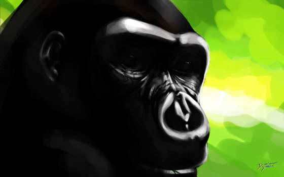 Gorilla