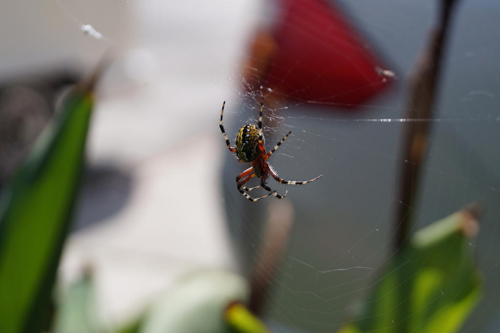 Spider Insect Deviantart Spider by scorpAKWAL on DeviantArt