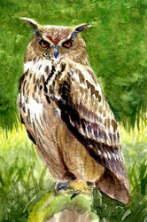 Owl