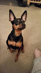 Lucy the MinPin