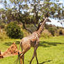 Giraffe