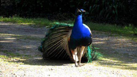 Peacock 3