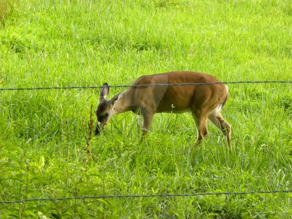 A Little Deer