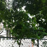 Leaves on Top of Fence