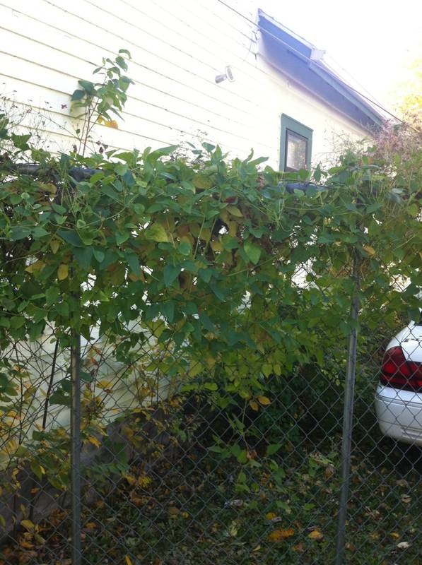 So Many Colored Leaves on Fence 2