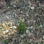 Sprout of Leaves on Rocky Road