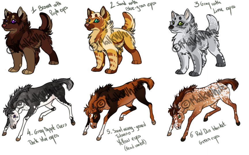 Point Adoptable Foals + Pup Set