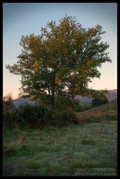 A Morning Autumn's Dream