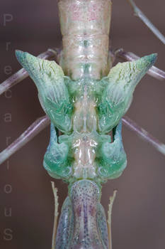 Cilnia humeralis (Wide Armed Mantis) molt