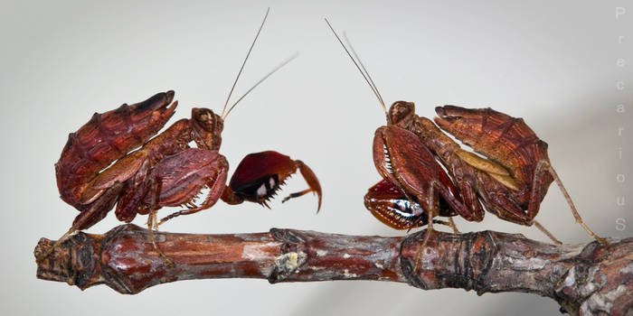 Boxer Mantis Faceoff