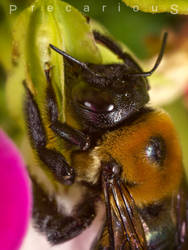 Bee feeds