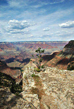 grand canyon VII