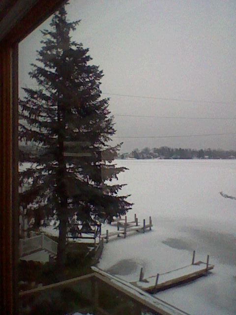 Pine Near The Frozen Water's