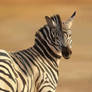 Hey Look A Zebra