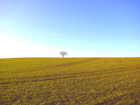 Lonely Tree