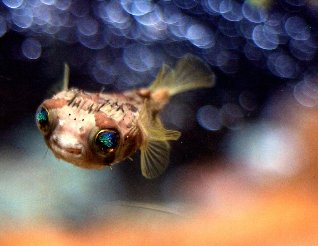 Baby Puffer Fish