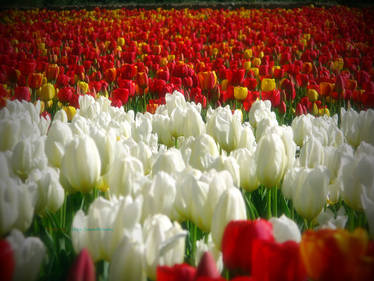 Tulips Garden 05