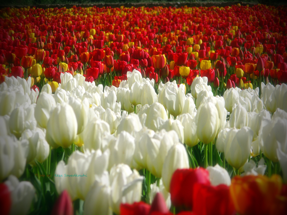 Tulips Garden 05