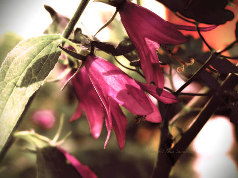 Dancing Flowers