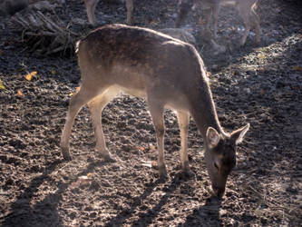 Fallow Deer