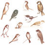 All those little sparrows