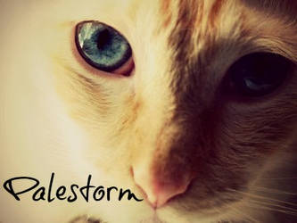 Palestorm