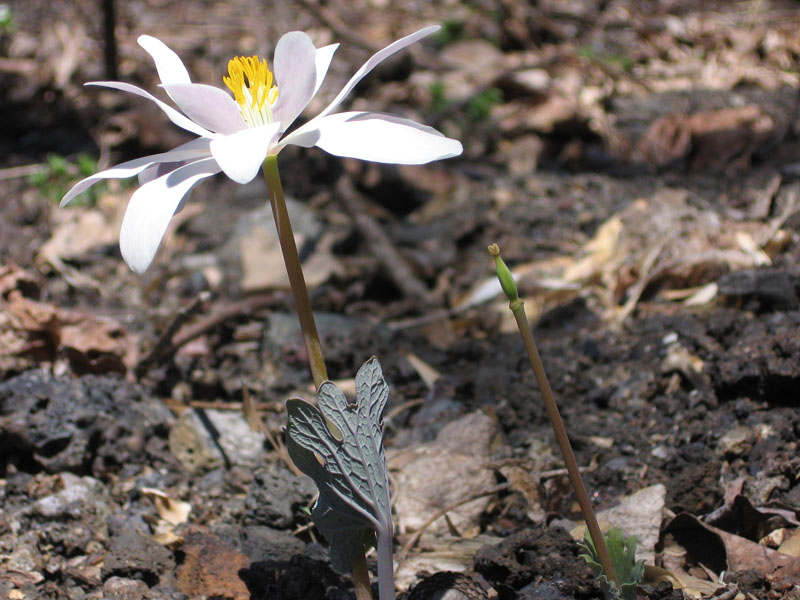 White Flower