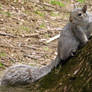 Dramatic Squirrel