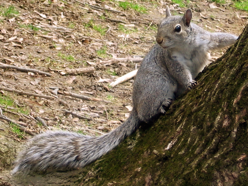 Dramatic Squirrel by SFWGoblin on DeviantArt