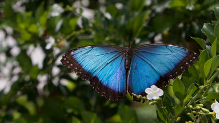 Blue Morpho Butterfly