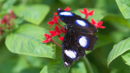 Blue Moon Butterfly