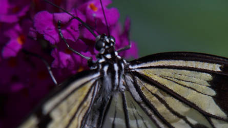 Paper Kite Butterfly