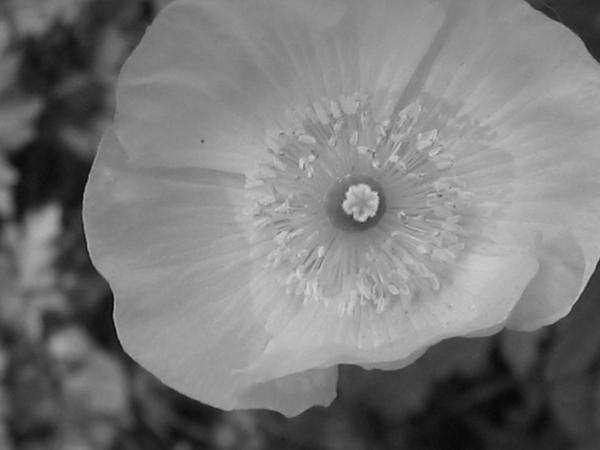 Black and White Flower