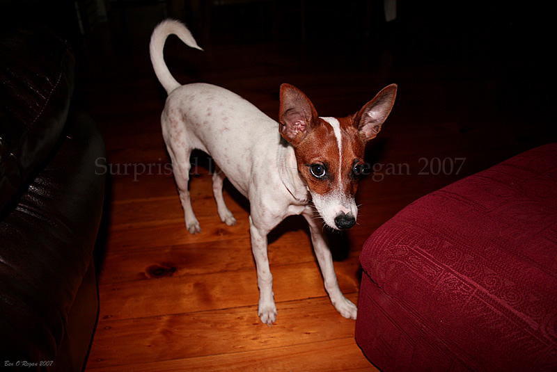 Surprised Dog by benoregan