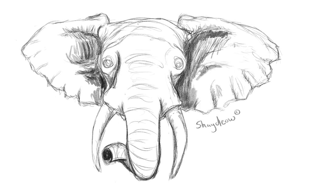 Elephant Rough Drawing Rough Elephant Sketch by Shaydeow-Artz on DeviantArt