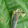 dead leafhopper, empty shell