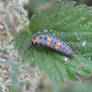 grey ladybug larvae