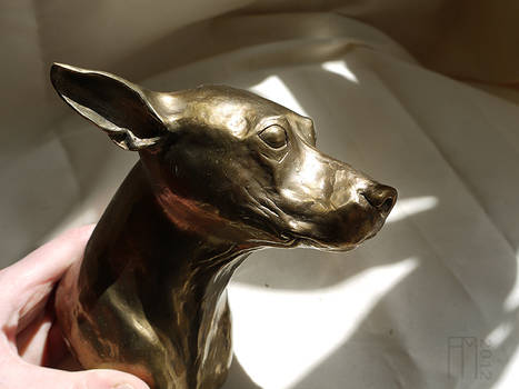 Bronze Hairless Terrier