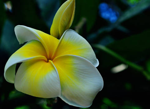 Frangipani