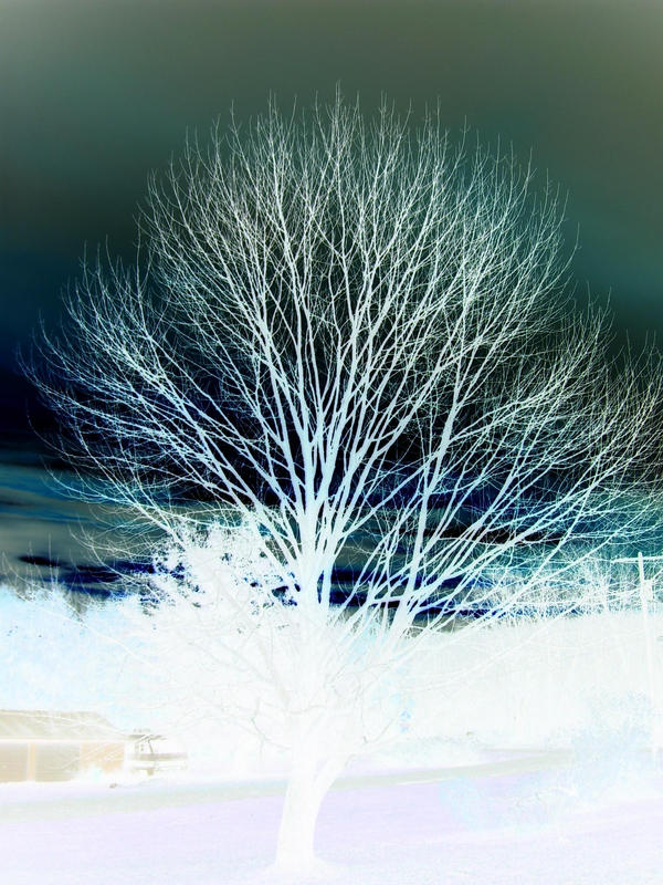 inverted tree by yourxheartxache on DeviantArt