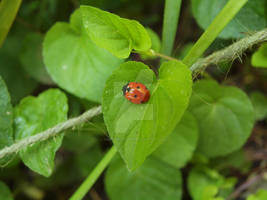 ladybird ladybird fly away home