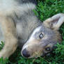 Wolf Puppy 1