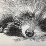 Sleeping Baby Raccoon